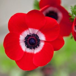 Anemone Giant Red