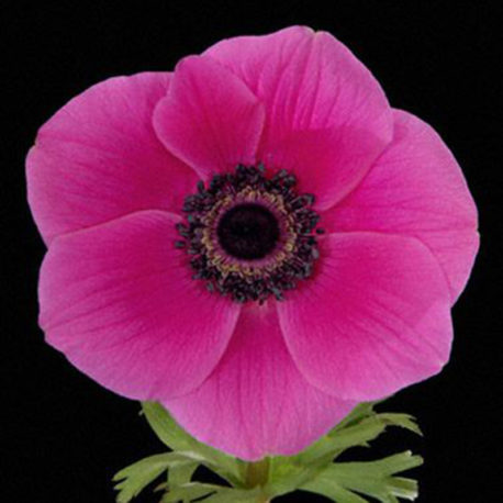 ANEMONE ORCHID HOT PINK 50CM