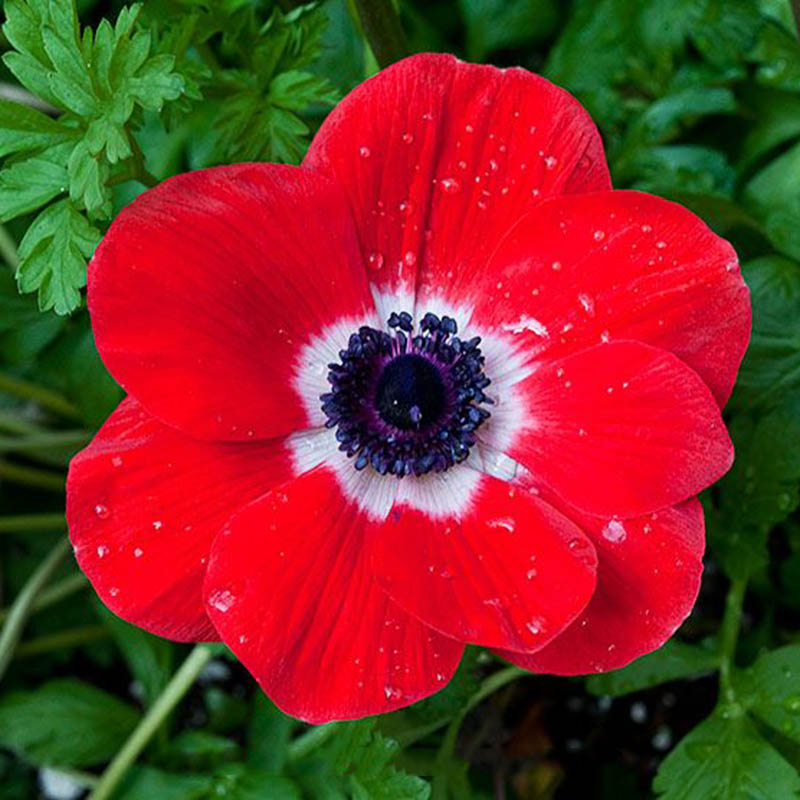 Anemone Red – Full Pot of Flowers