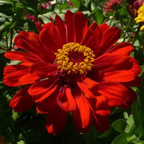 ASTER RED