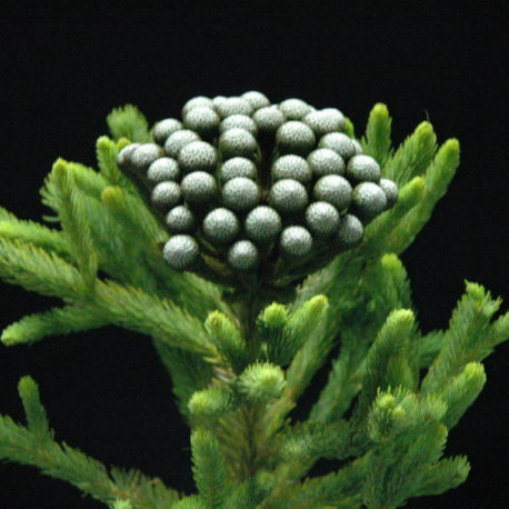 Brunia Albiflora 2