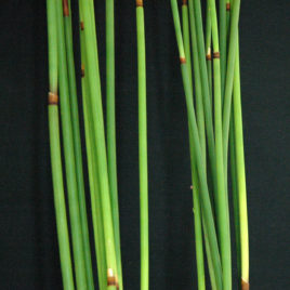 Green Sticks