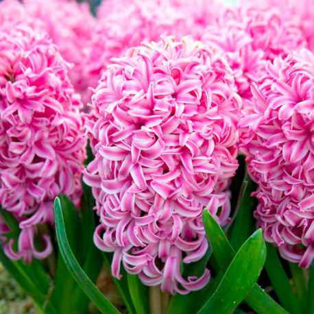 HYACINTHUS ASSORTED PINK
