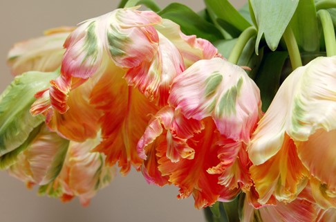 PARROT APRICOT tulip