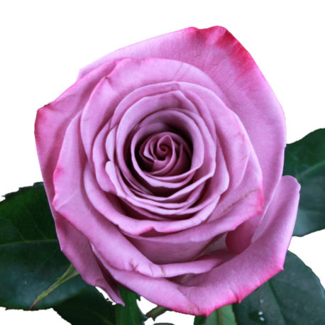 rose_lavender_-_moody_blues_-_rpra_3__wb