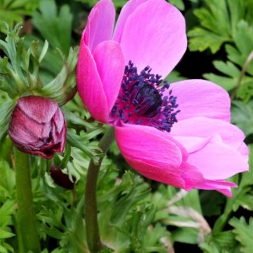 Anemone Giant Hot Pink