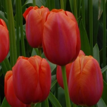 French Tulip Avignon