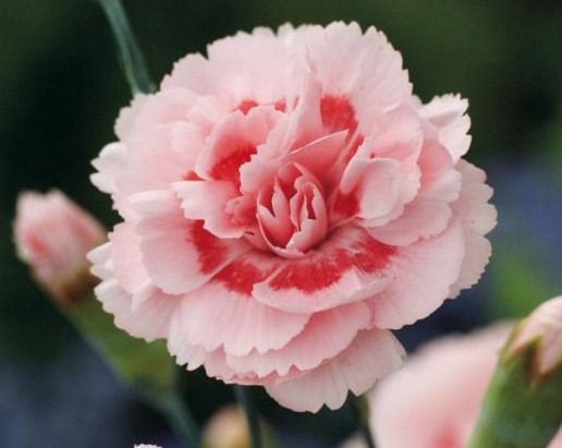 carns pink (carnation)