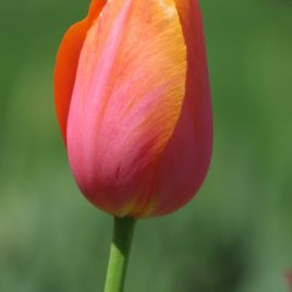 French Tulip Dordogne