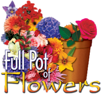 Full Pot of Flowers
