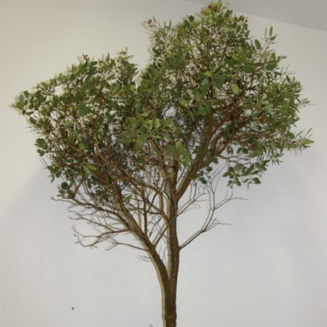 manzanita branches