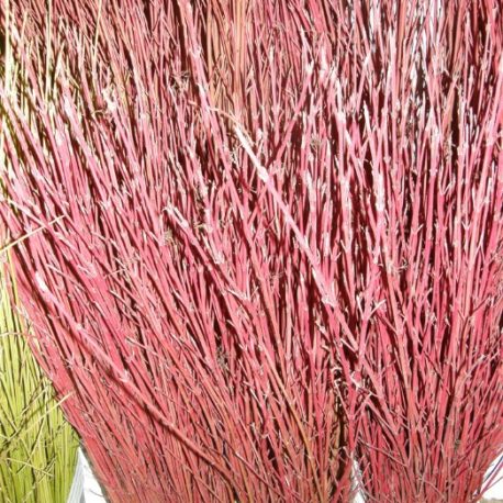 red dogwood branches