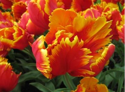 tulip PARROT BRIGHT