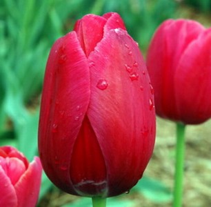 French Tulip Renown