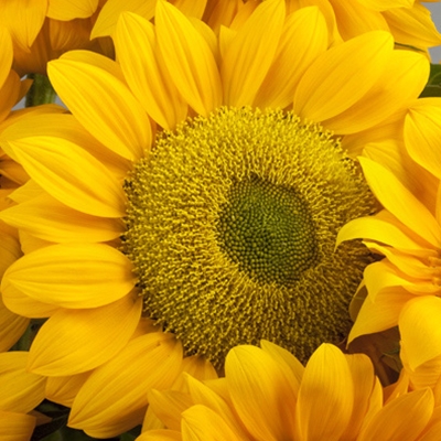 vincent-fresh-sunflower