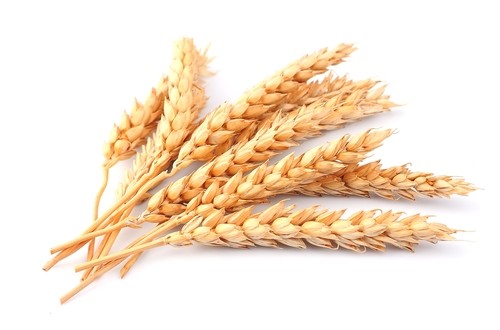 wheat-stalk-500×330